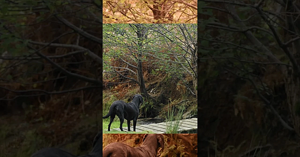 The Worlds Most Polite Labrador