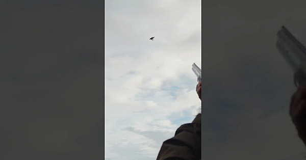 Traditional Driven Pheasant Shooting! Game Shooting On The Danish Straits