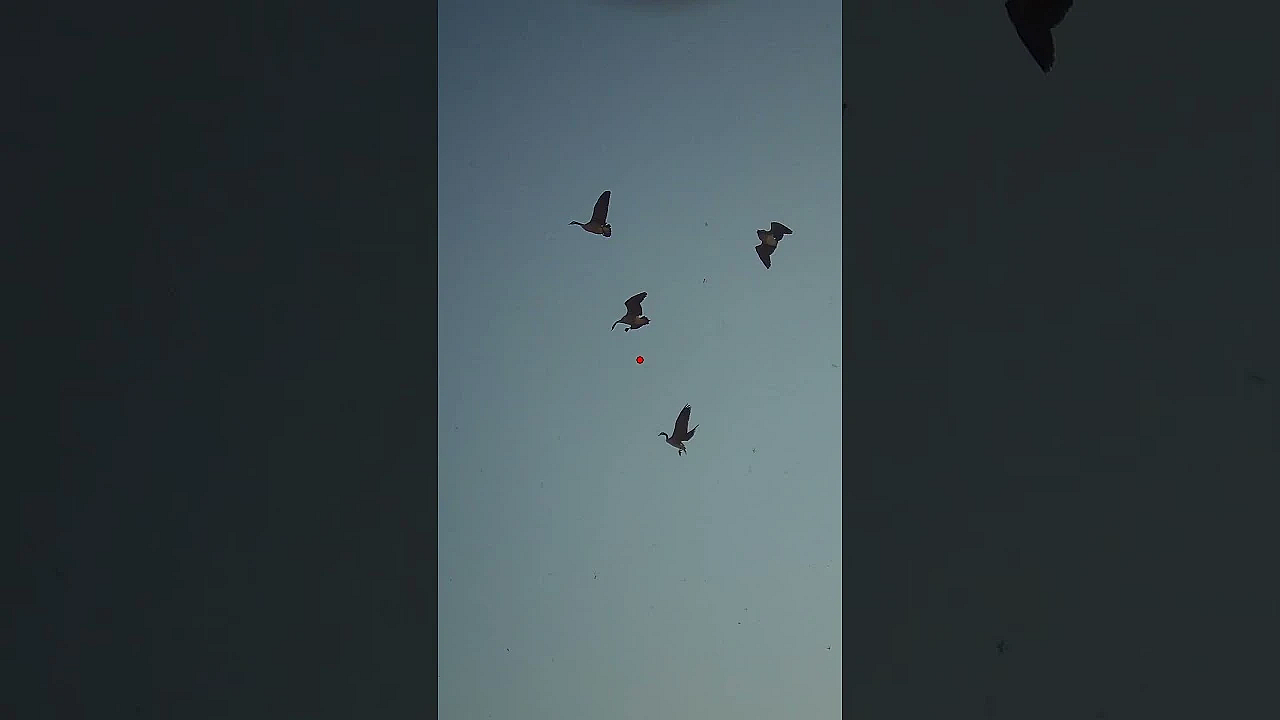 I Finally Figured It Out - Duck Hunting In Canada #hunting #birdshooting