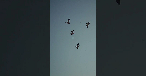 I Finally Figured It Out - Duck Hunting In Canada #hunting #birdshooting