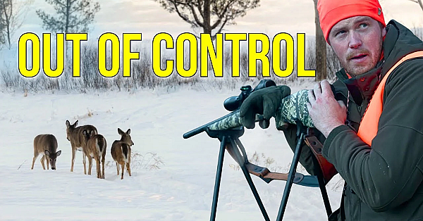 This Place Has A Deer Problem