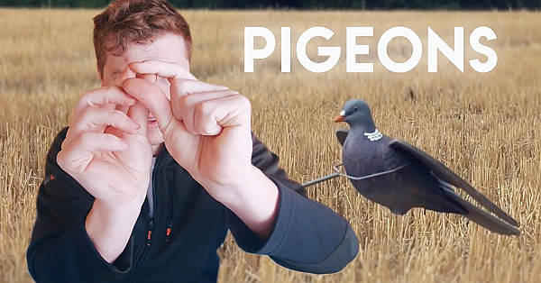 Pigeons Explained