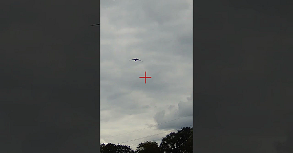 Pigeon Decoying In Essex