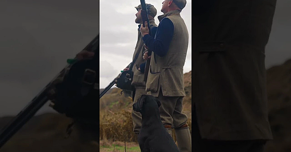 Driven Game Shooting With A Black Lab