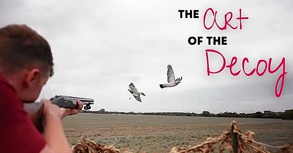 Decoying Essex Pigeons