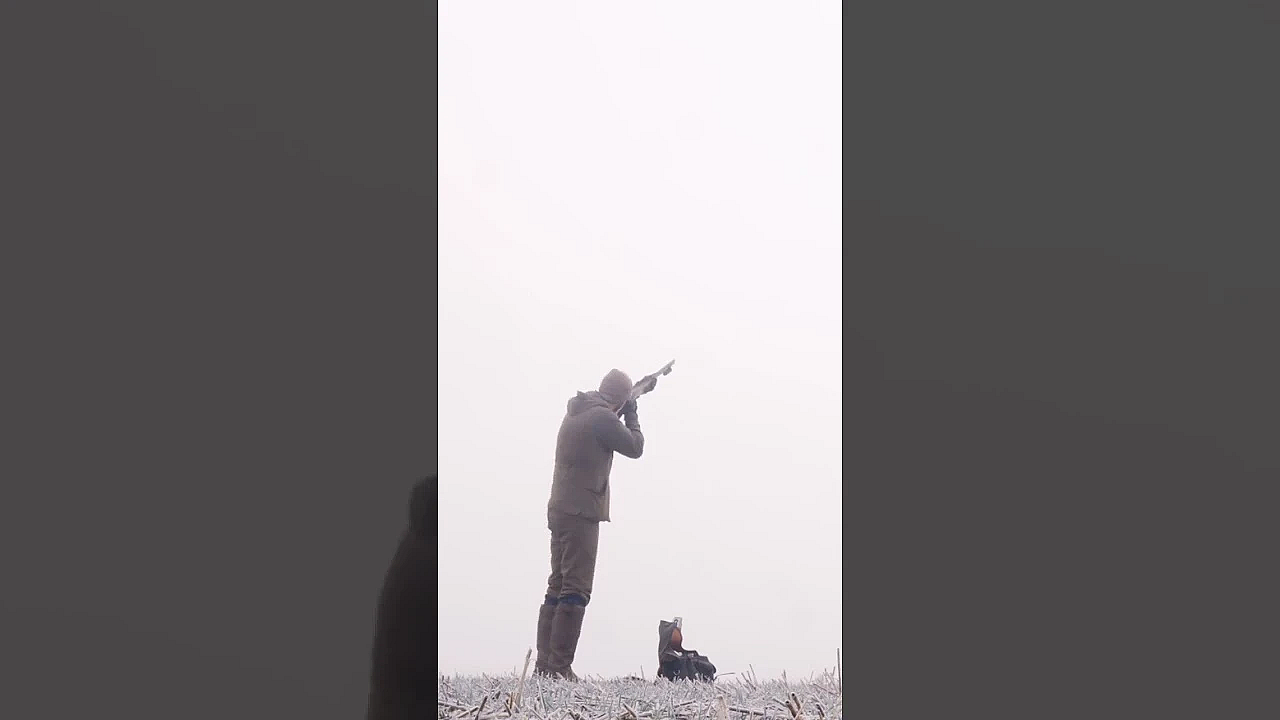 Driven Pheasant In The Fog