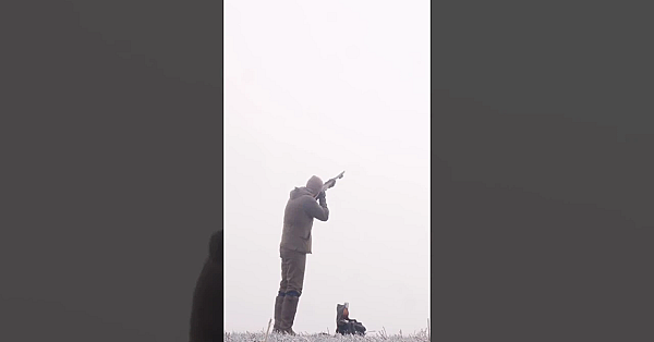 Driven Pheasant In The Fog