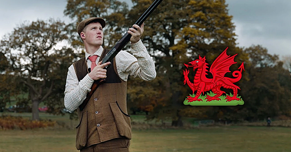 Welsh Pheasants In The Sun