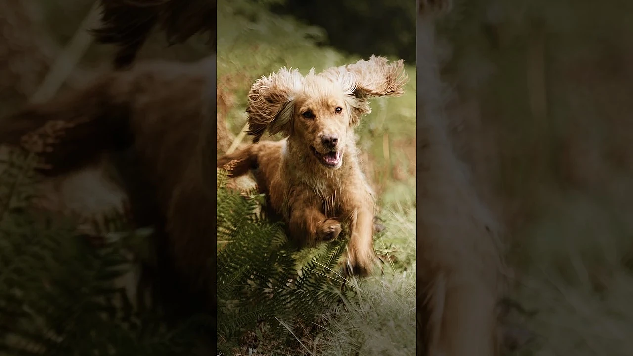 We love Working GunDogs