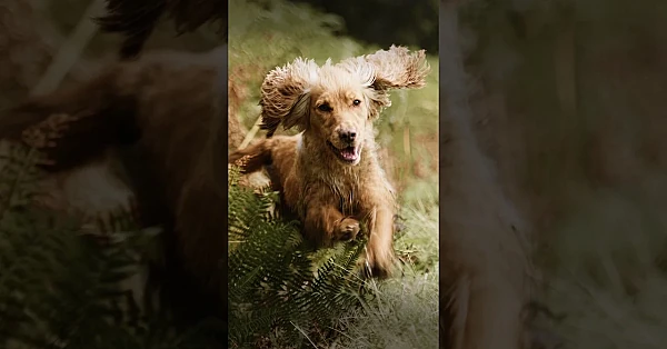 We love Working GunDogs