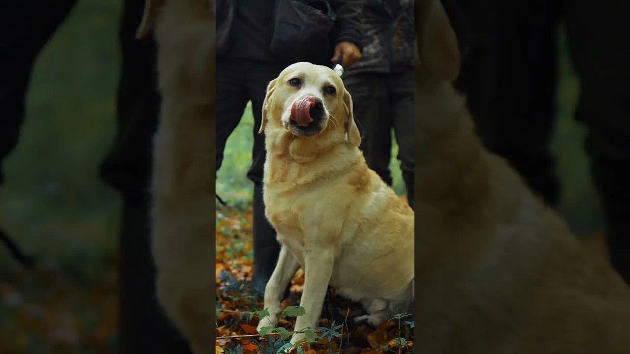 Driven Pheasant Shooting - Labrador Retriever On Peg In Denmark