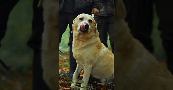 Driven Pheasant Shooting - Labrador Retriever On Peg In Denmark