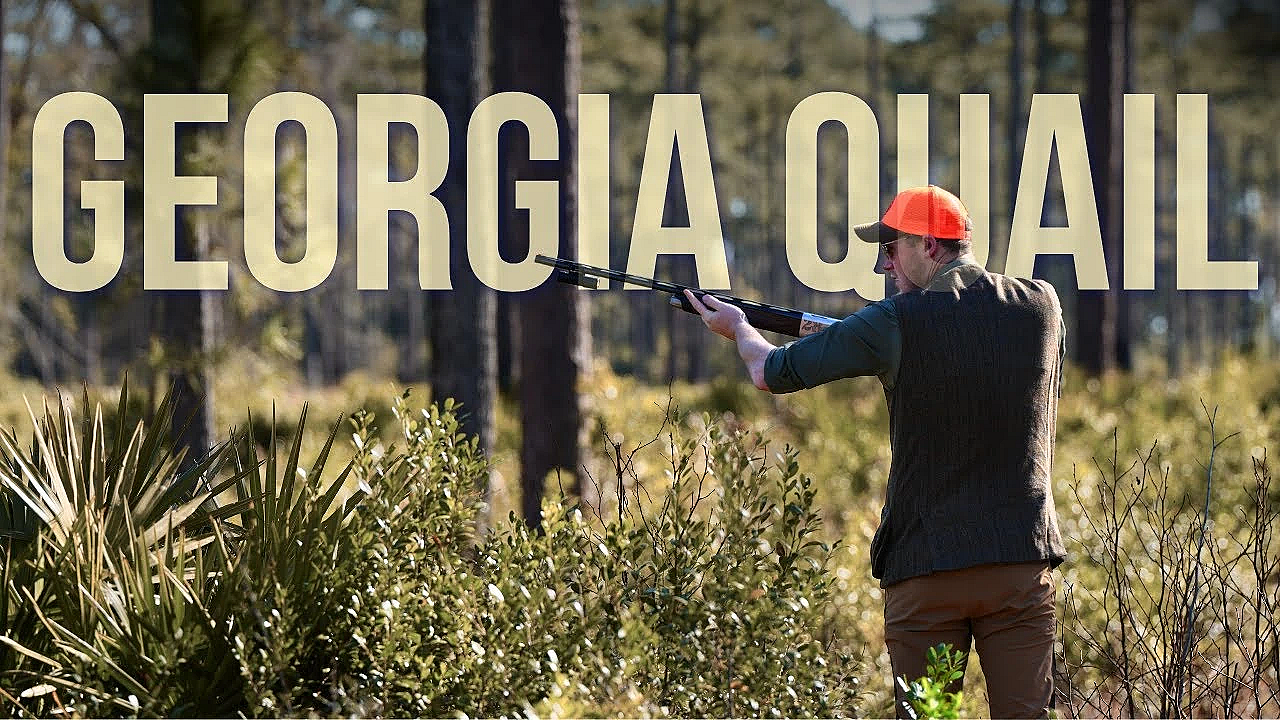 The Georgia Quail Hunt