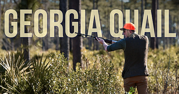 The Georgia Quail Hunt