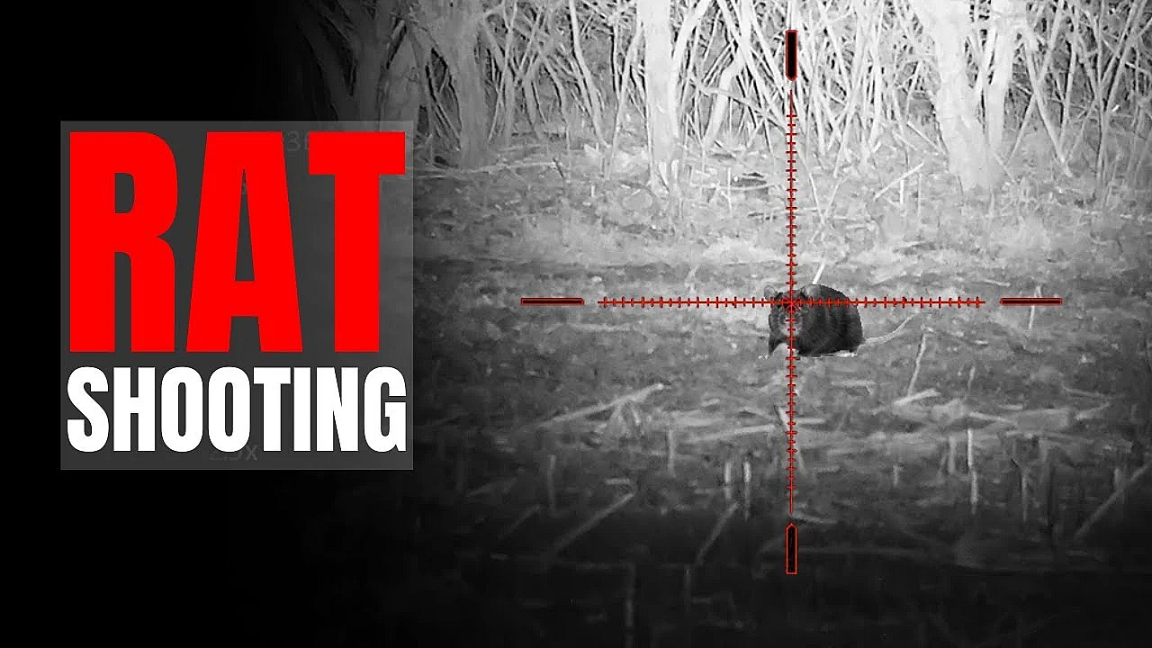 Night Vision Rat Control
