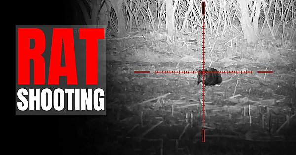 Night Vision Rat Control