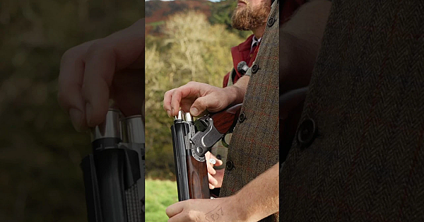 Two Pheasants In A Row