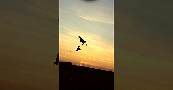 Waterfowling In Canada