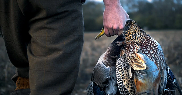 The Last Minute Pheasant Shoot!