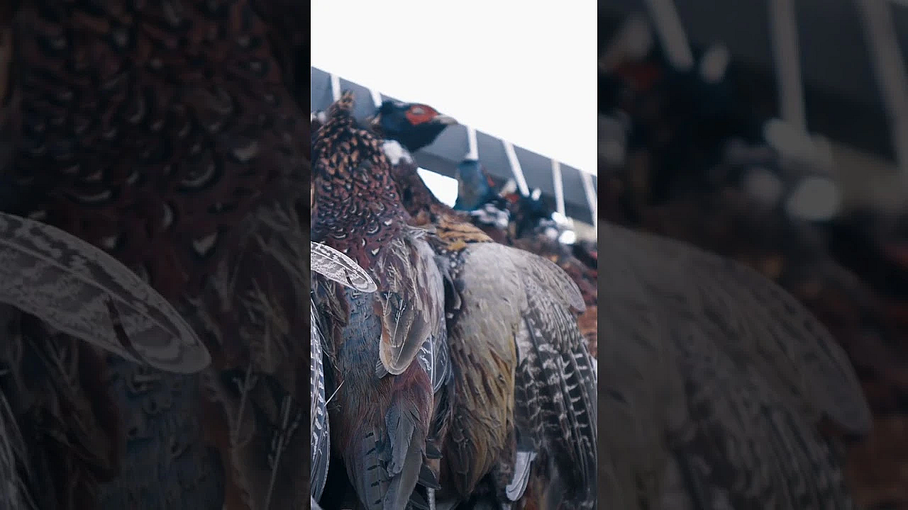 It’s Almost Pheasant Season!