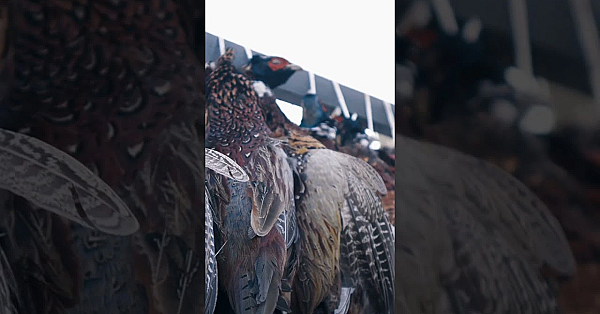 It’s Almost Pheasant Season!