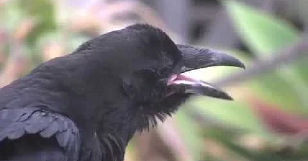 Kraai en raaf: aanspreken voor de jachtopleiding