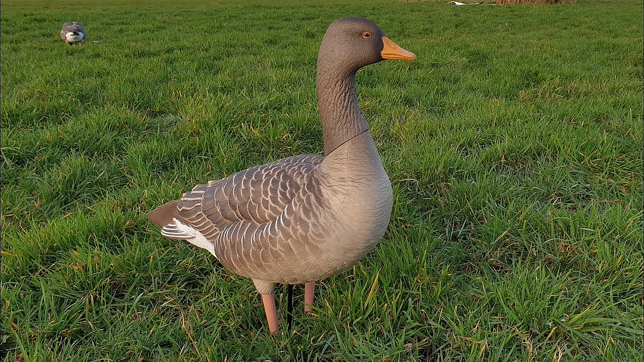 Avian-x Full Body Greylags