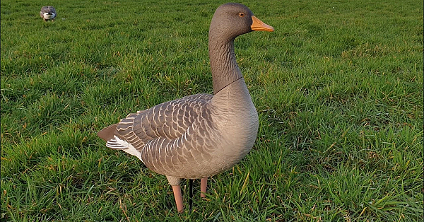 Avian-x Full Body Greylags