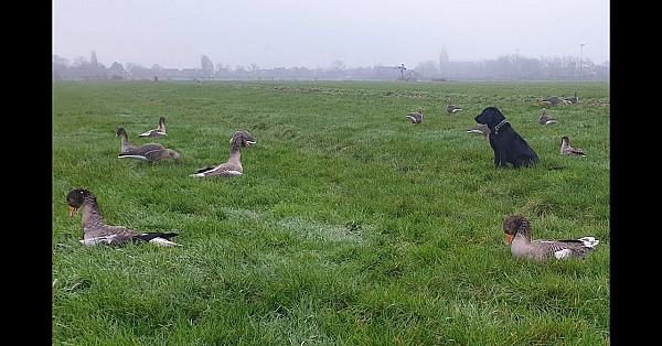 Jacht - Gelukkig Nieuwjaar!