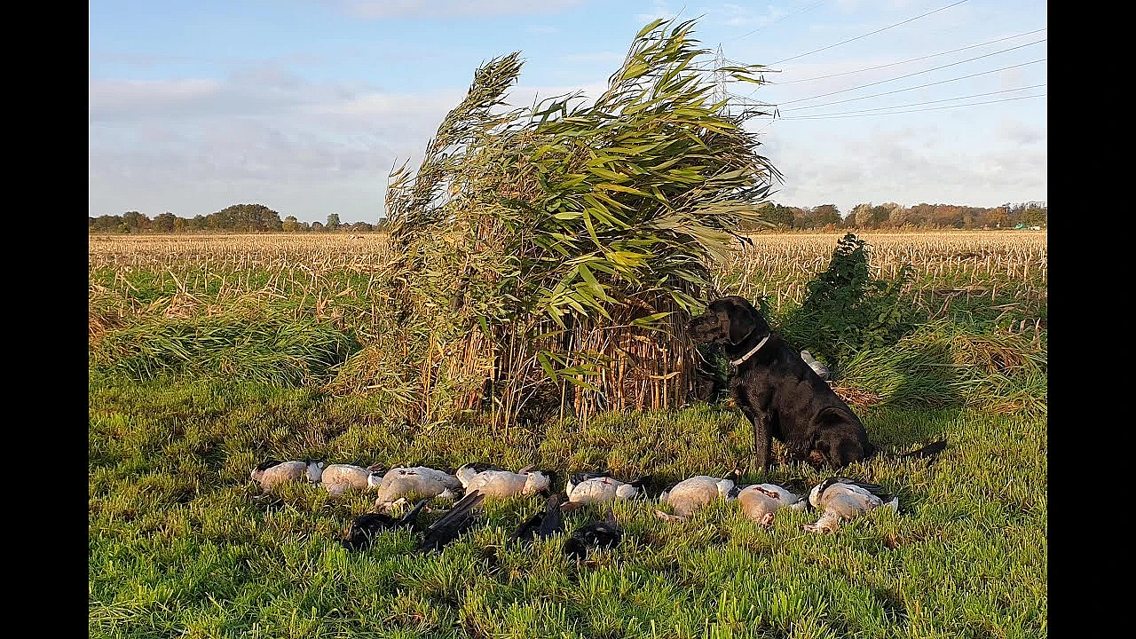 Jacht - Zoek De 10 Verschillen