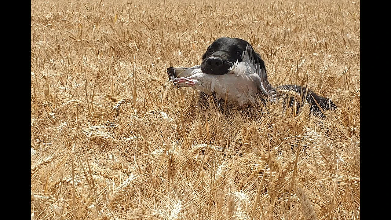 Jacht - Terug Van Weggeweest