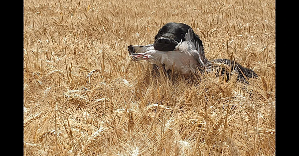 Jacht - Terug Van Weggeweest