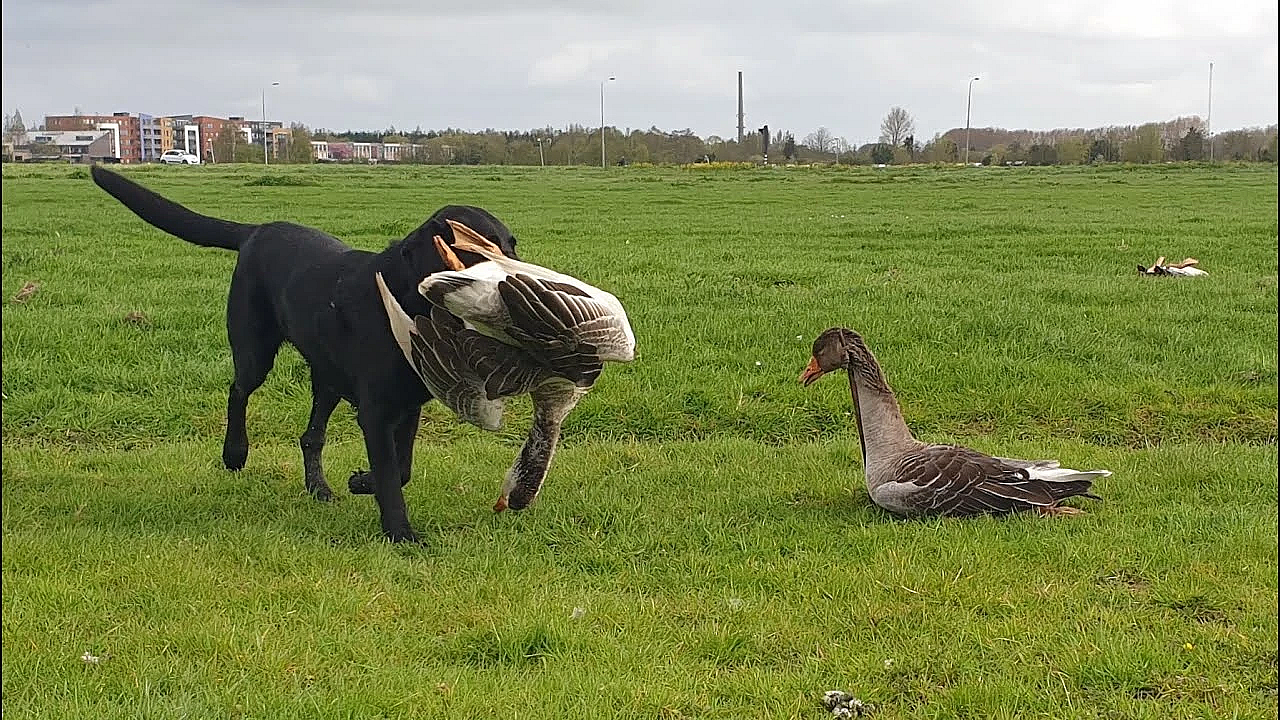 Jagen - Kort Maar Prachtig!