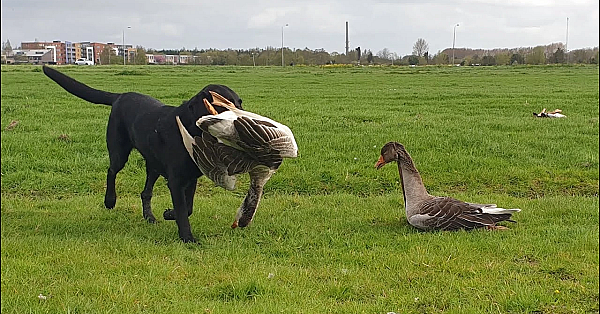 Jagen - Kort Maar Prachtig!