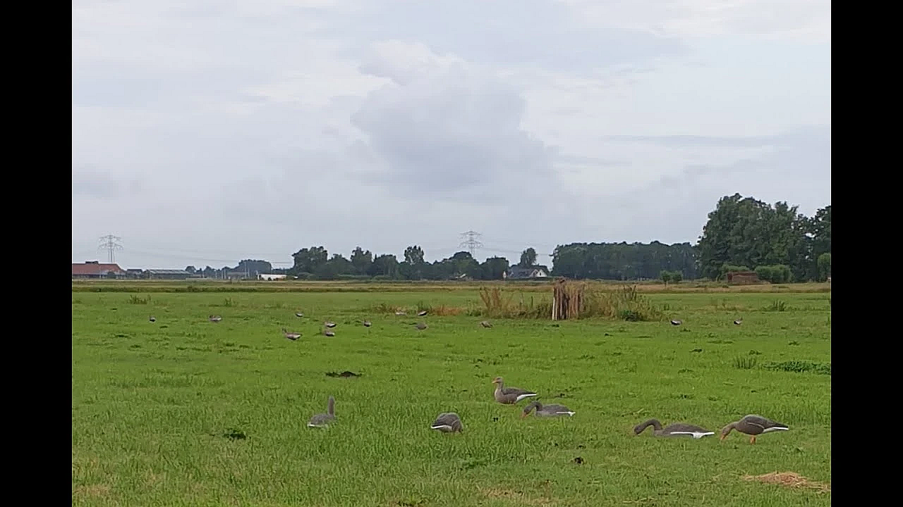 Jagen - Ganzenjacht 4 Juli 2023