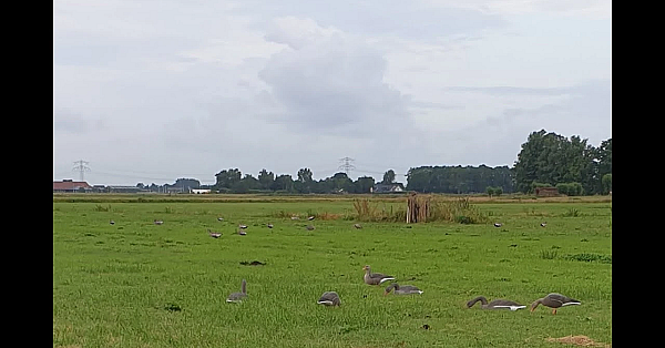 Jagen - Ganzenjacht 4 Juli 2023