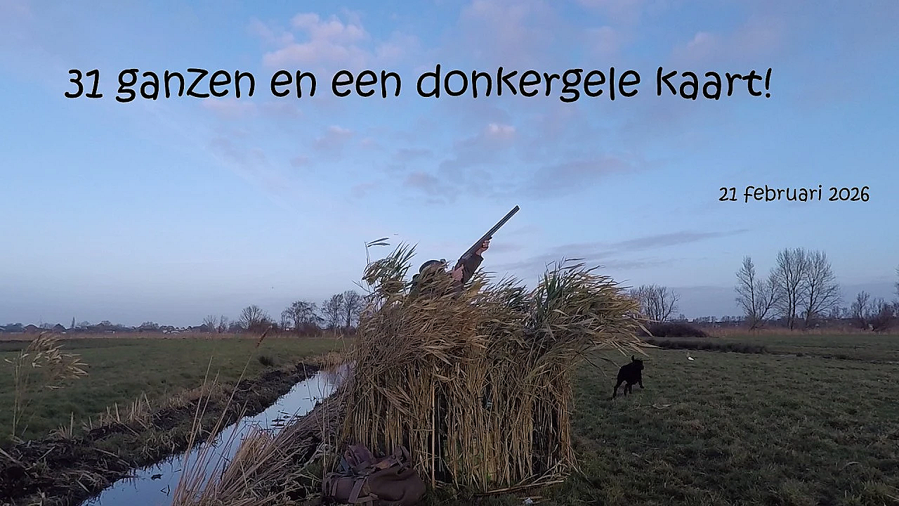 Jagen - 31 Ganzen En Een Donkergele Kaart!