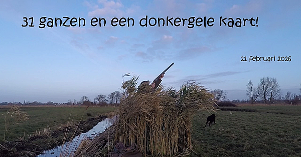 Jagen - 31 Ganzen En Een Donkergele Kaart!