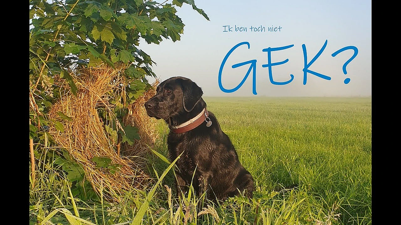 Jagen - Ik Ben Toch Niet Gek!