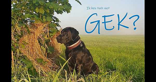 Jagen - Ik Ben Toch Niet Gek!