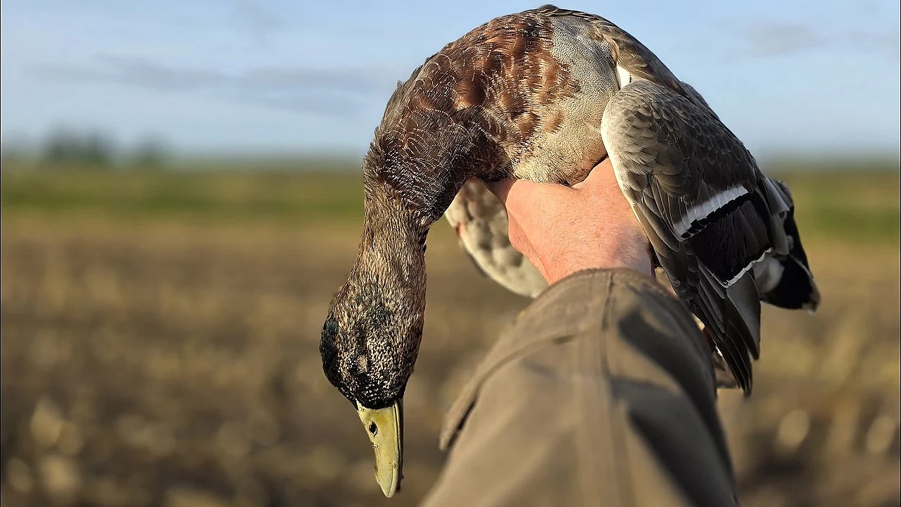Jagen - Eerste woerd.