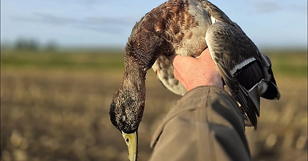 Jagen - Eerste woerd.