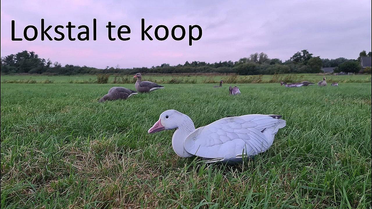 Jagen - Lokstal Te Koop.