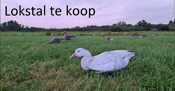 Jagen - Lokstal Te Koop.