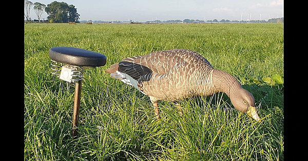 Jagen - Ganzen Bij Gerland