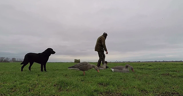 Jagen - Schrikdraad!