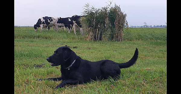 Jacht - Ganzen Jagen Doe Je Zo.
