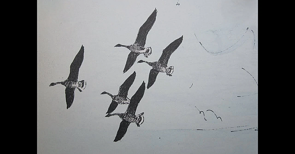 Jagen - Randmeer Ganzenbeheer.