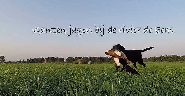 Jagen - Ganzen Jagen Bij De Rivier De Eem.