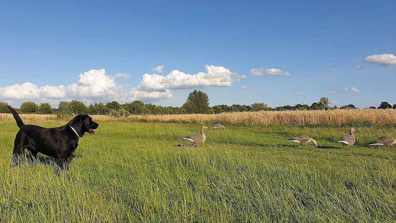 Jagen - Bij Hoevelaken Linksaf.